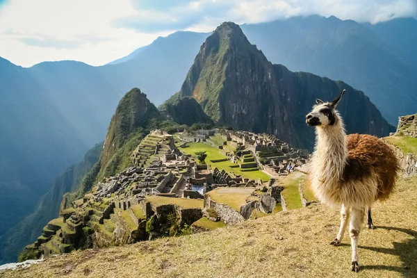 Sprachporträt Spanisch: ein Lama vor der historischen Inka-Stadt Machu Picchu